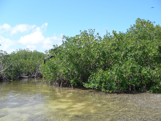 img-images-excursions-dans-les-mangroves-cedric300-5232